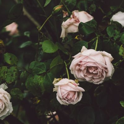 Rain and roses