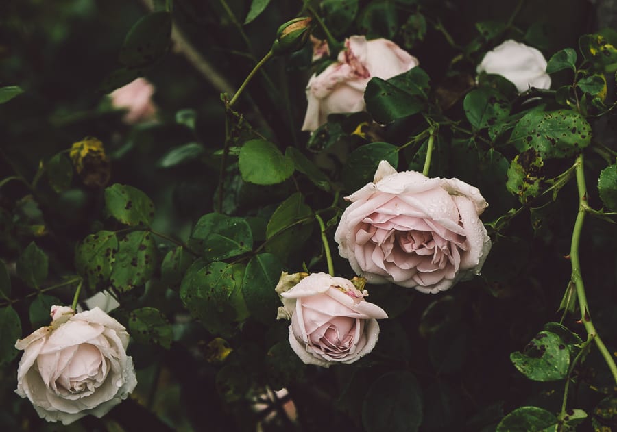 Rain and light pink roses