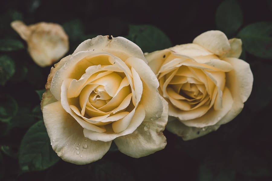 Rain and roses