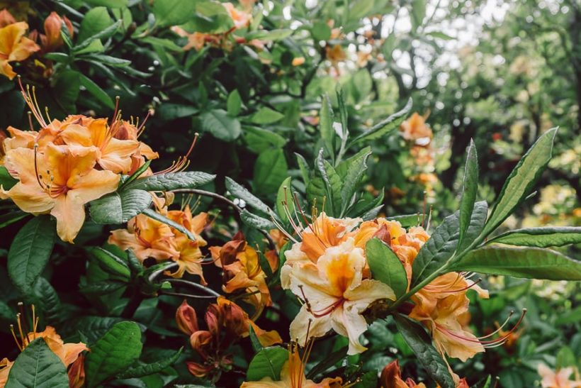 Rhododendrons orange