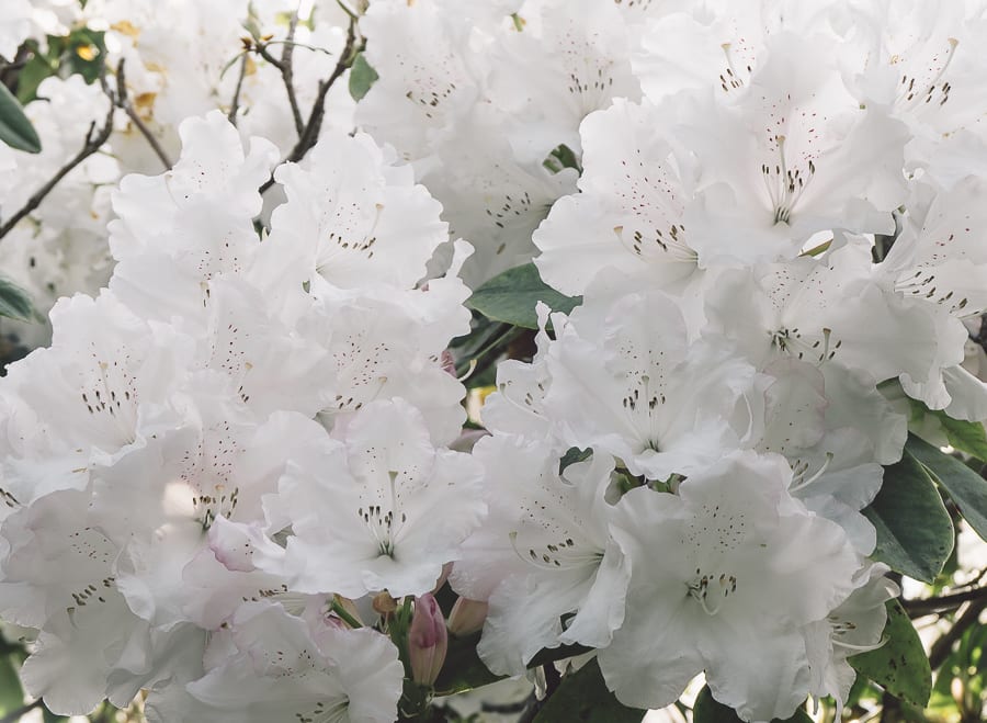 Rhododendrons white