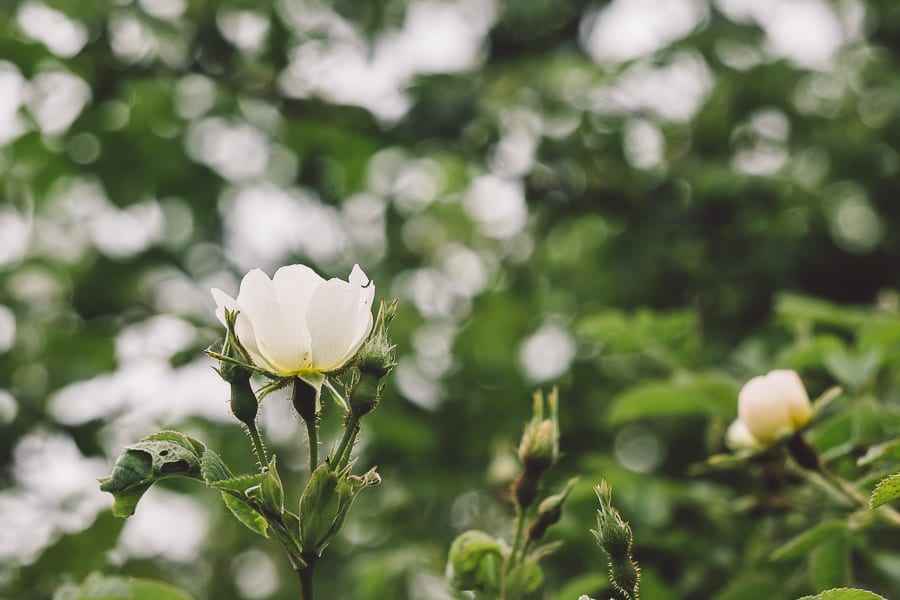 White wild rose in hedgerow