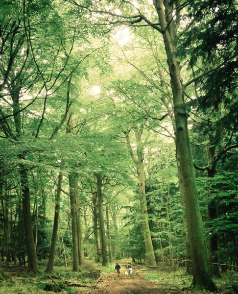 Kids and dog path through woods