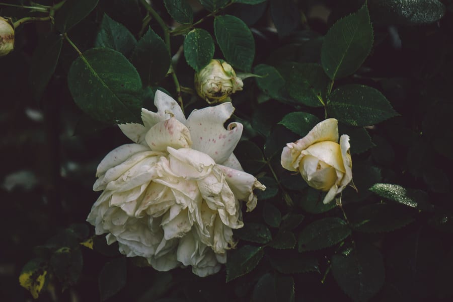 Wilting white rose