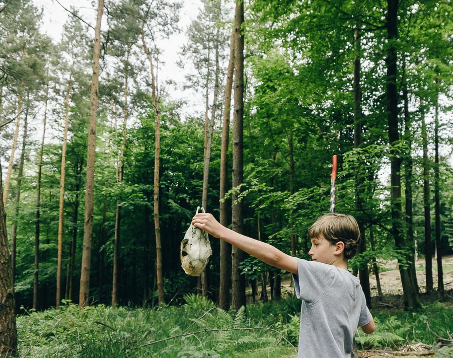 Finding deer skull in woods