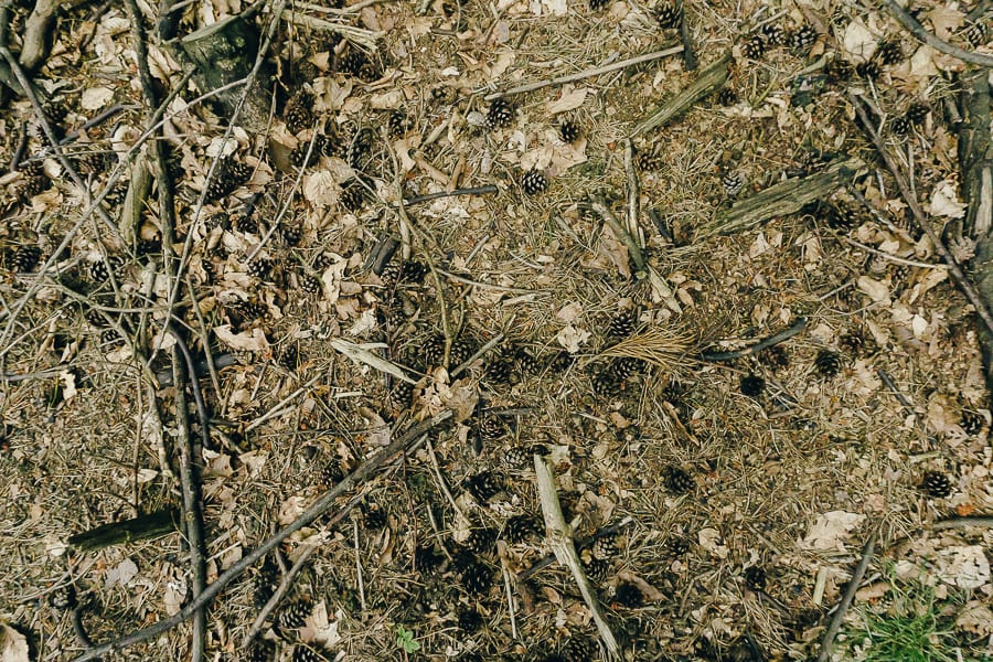 Dry leaves dead wood pine cones for bug hotel