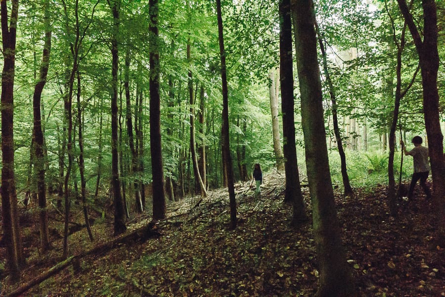 Woods search for bug hotel