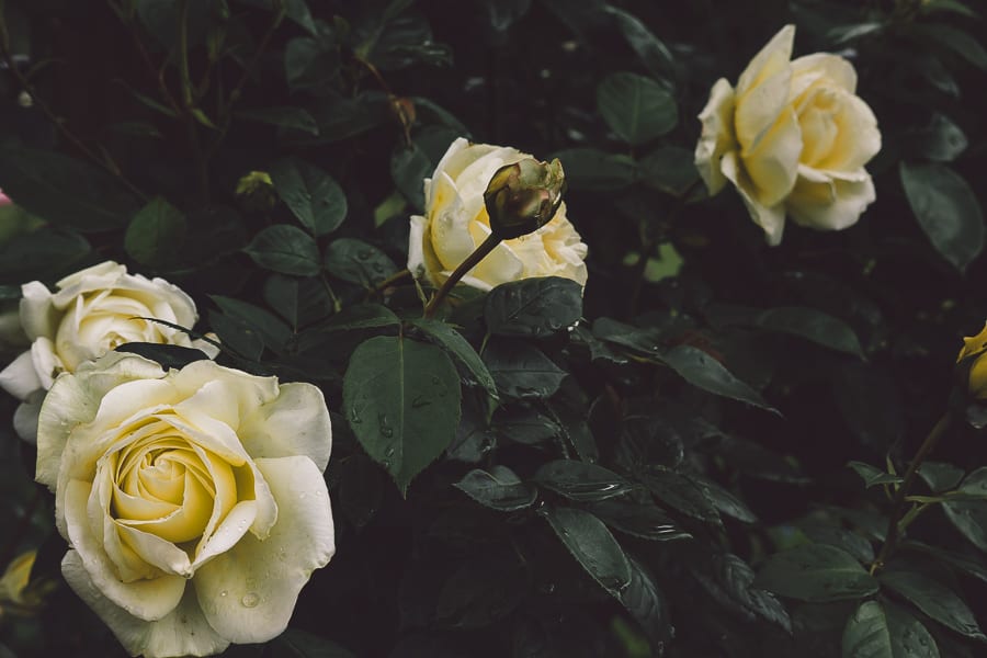 Yellow climbing roses