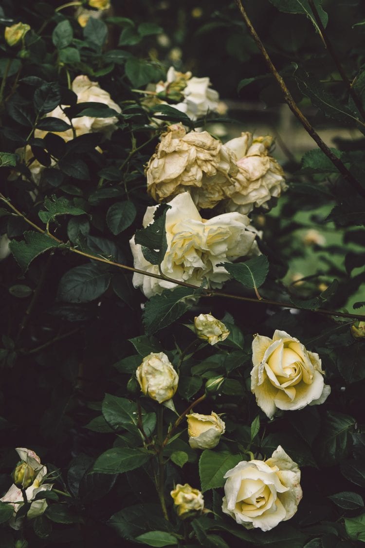 Yellow roses and rain