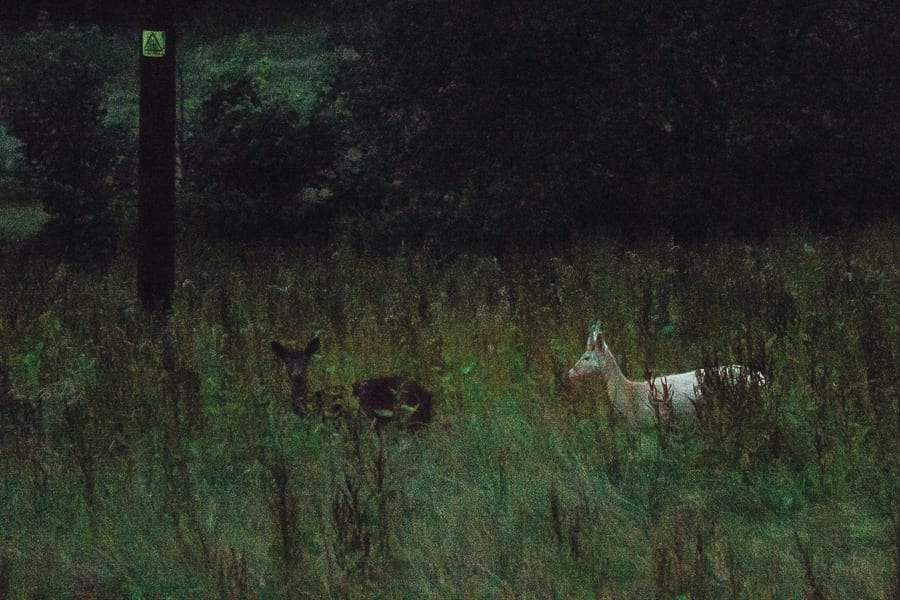 Black and white deer