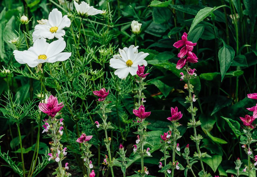 Nymans Cosmos and pink