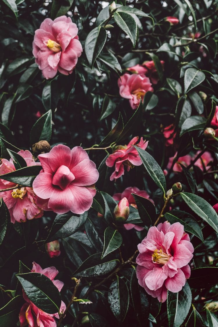 Nymans February camellias pink