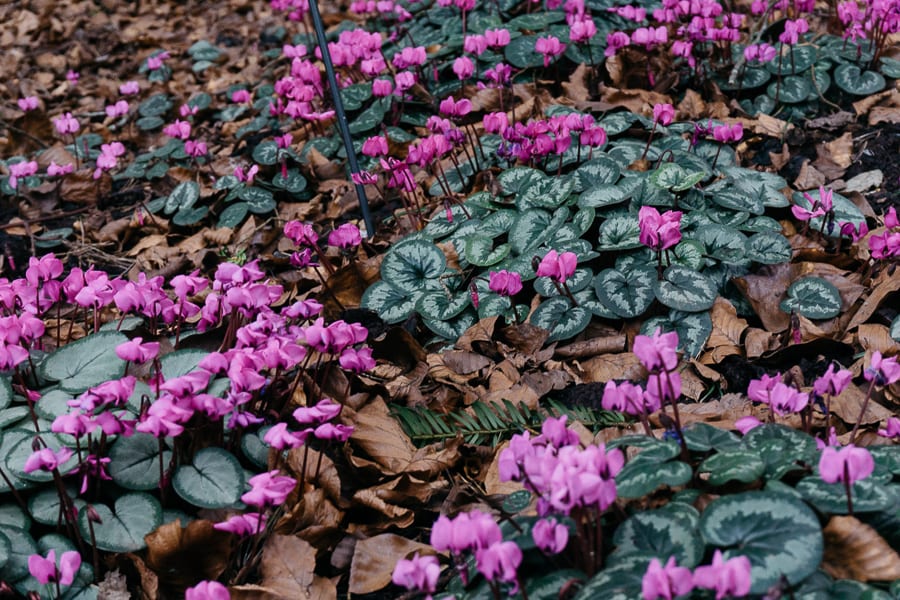 Nymans cyclamen pink