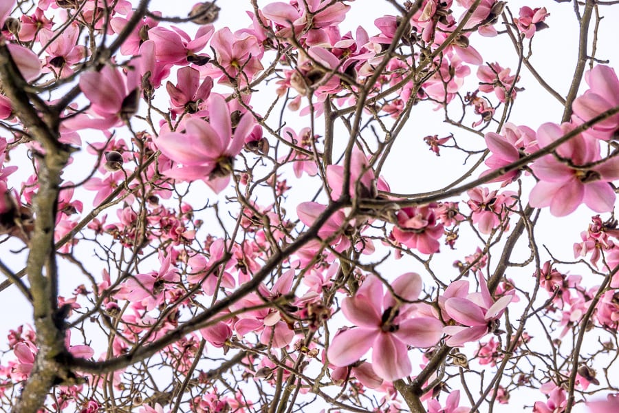 Nymans Magnolias