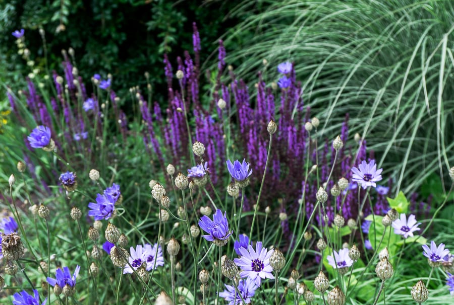 Nymans blue purple flowers