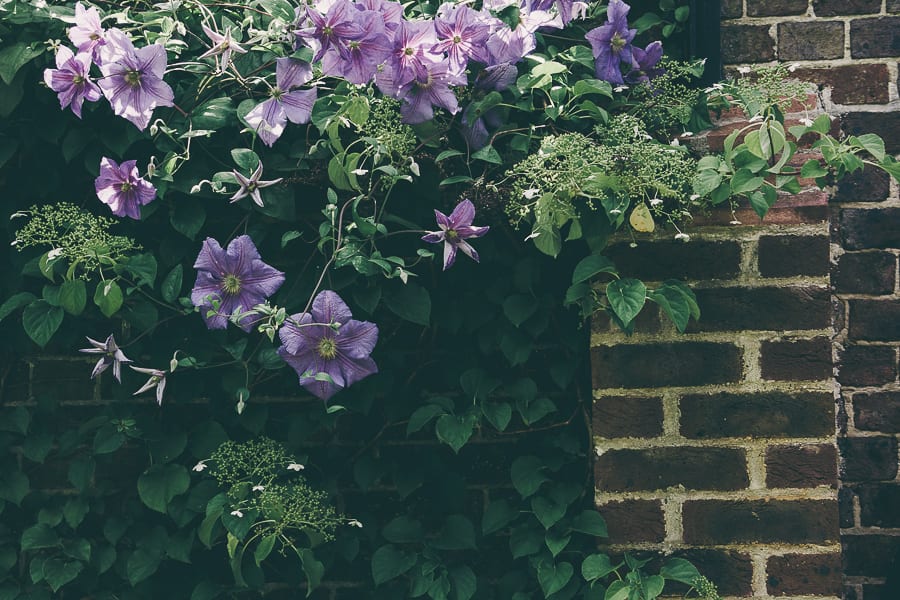 Nymans clematis wall