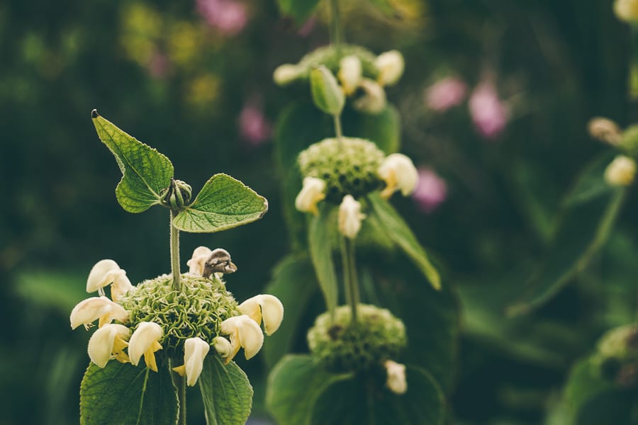 Nymans exotic flowers