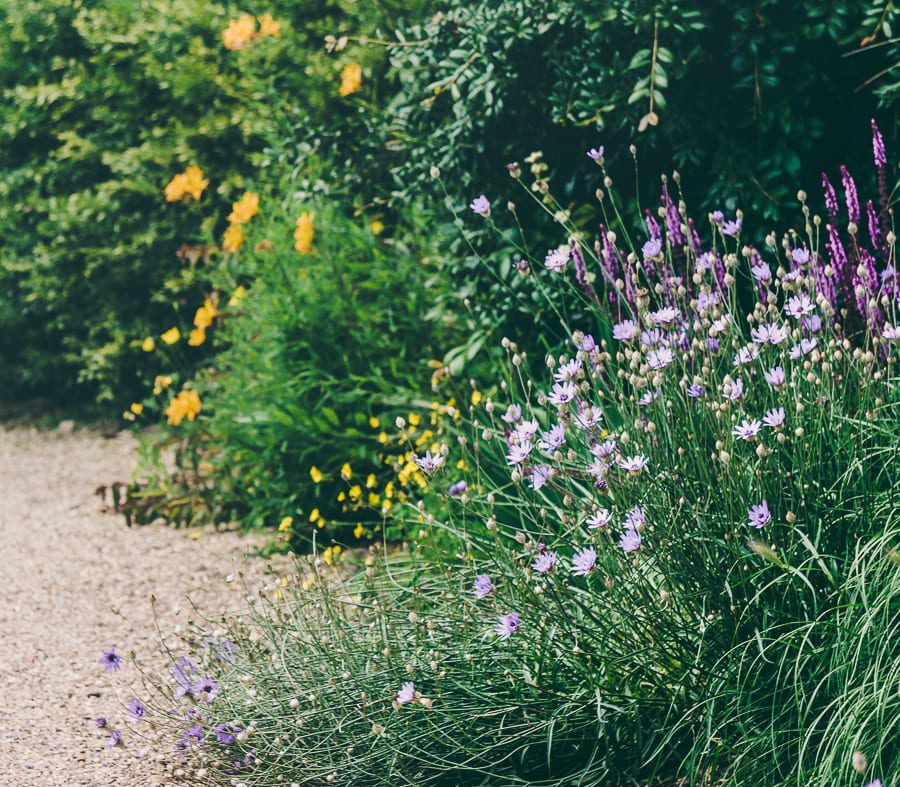 Nymans garden flowering shrubs