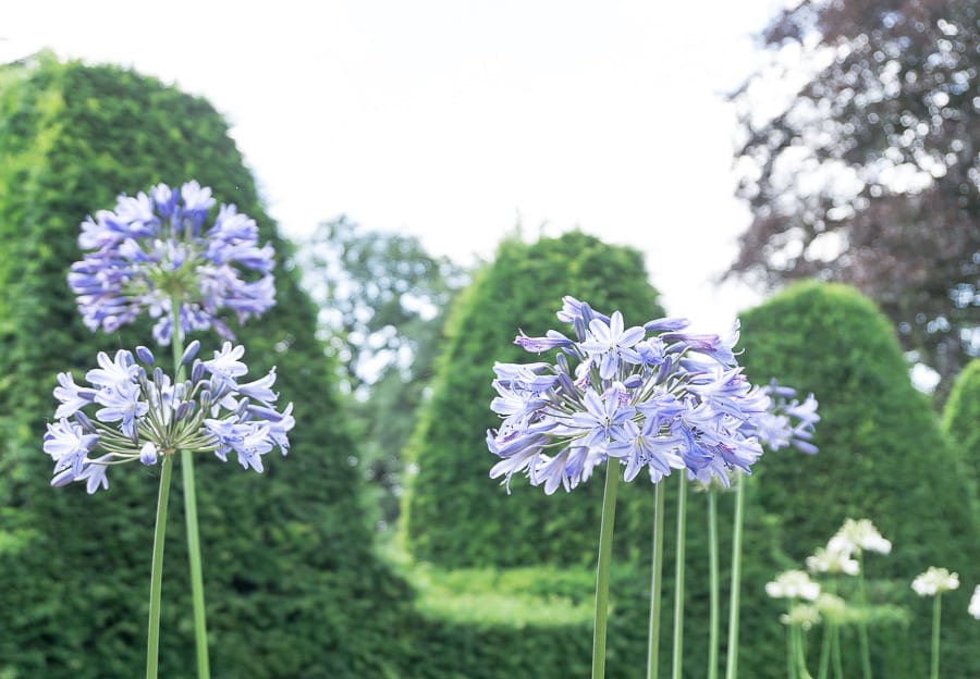 Nymans hedges and flowers