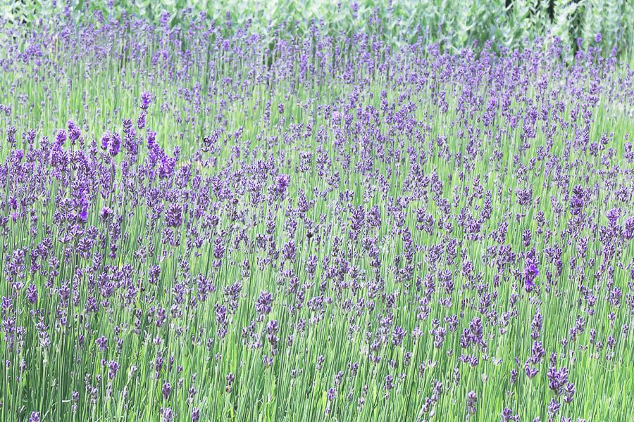 Nymans lavendar