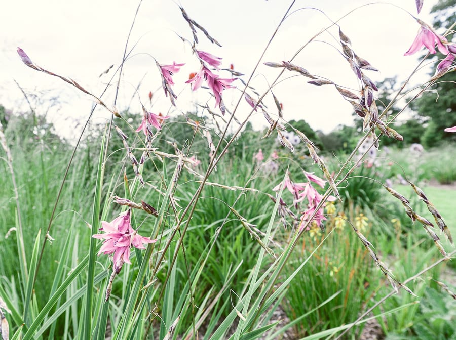 Nymans meadow flowers