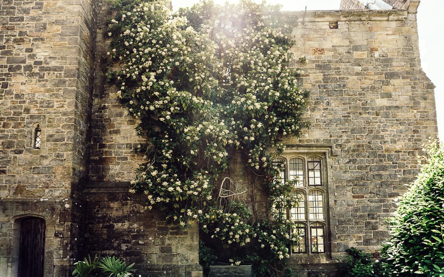 Nymans ruins and climbing roses