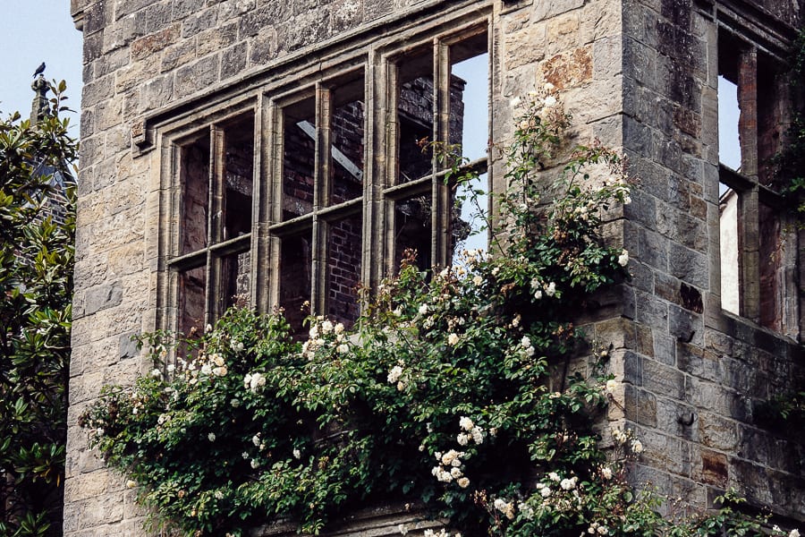 Nymans ruins window climbing rose