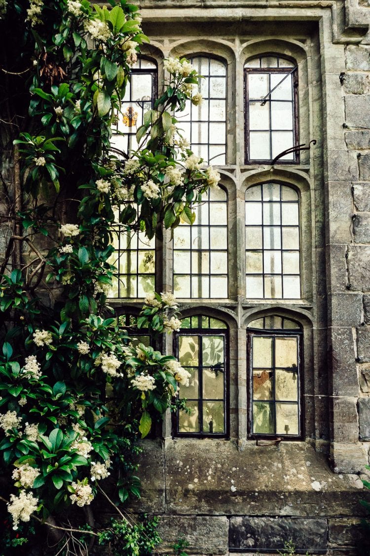 Nymans ruins window hydrangea