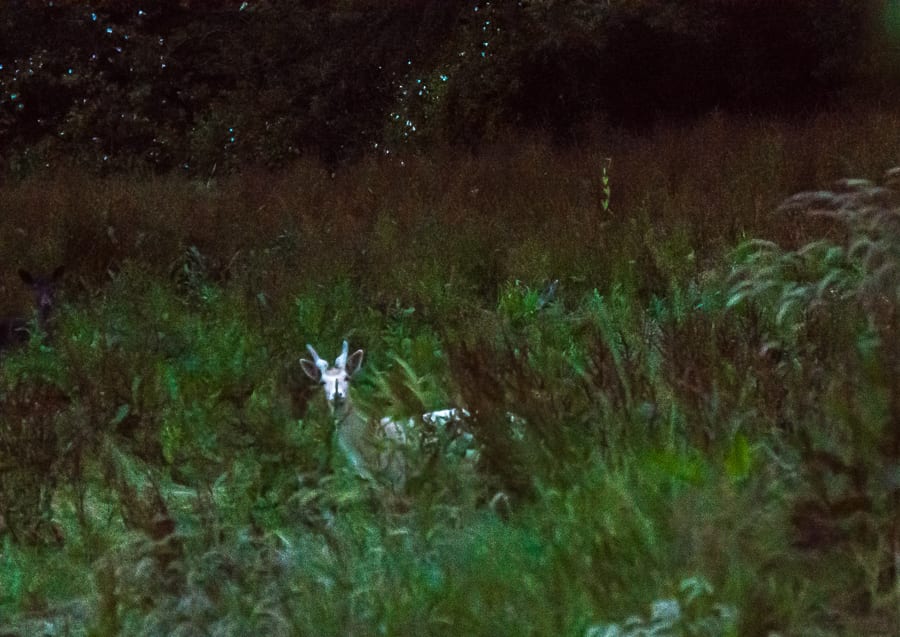 White buck in grass