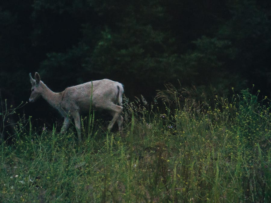 White deer dusk unicorn