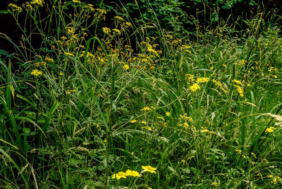 Groundsel or ragwort