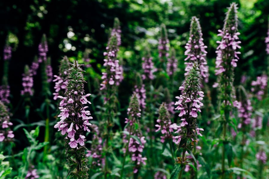 Hedge woundwort