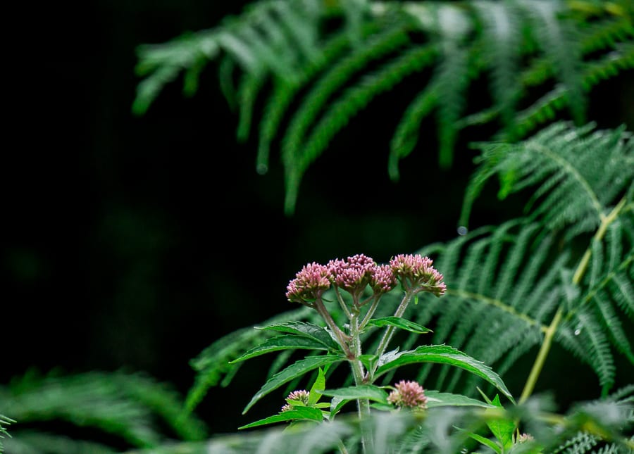 Hemp agrimony