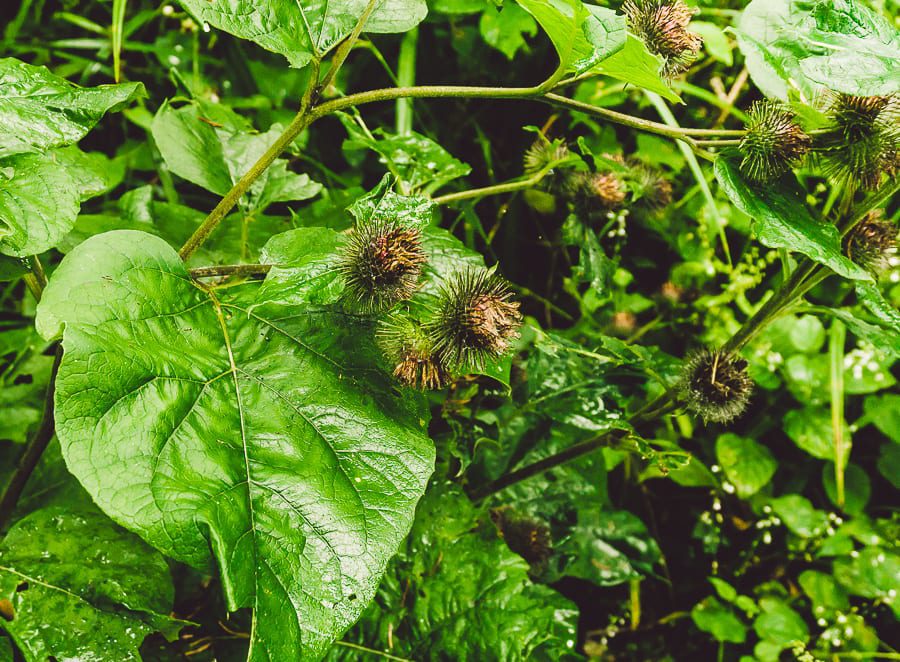 Lesser Burdock