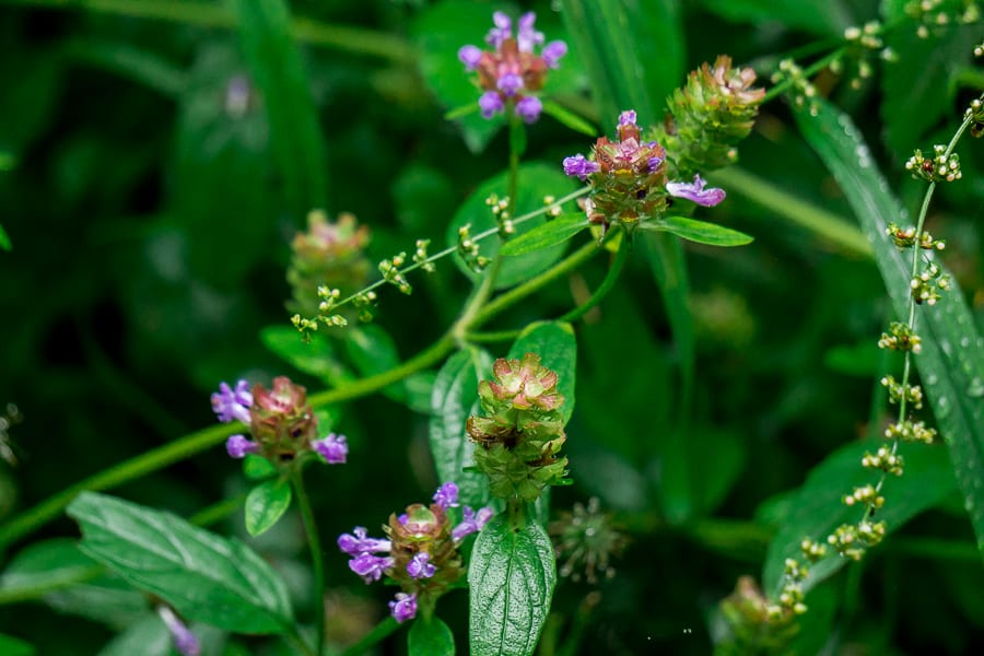 Prunella vulgaris selfheal