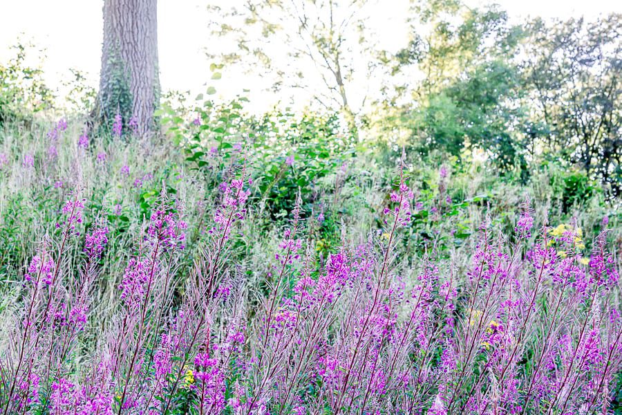 Rosebay willowherb rail embankment