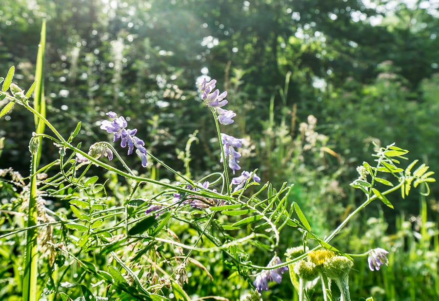 Tufted vetch