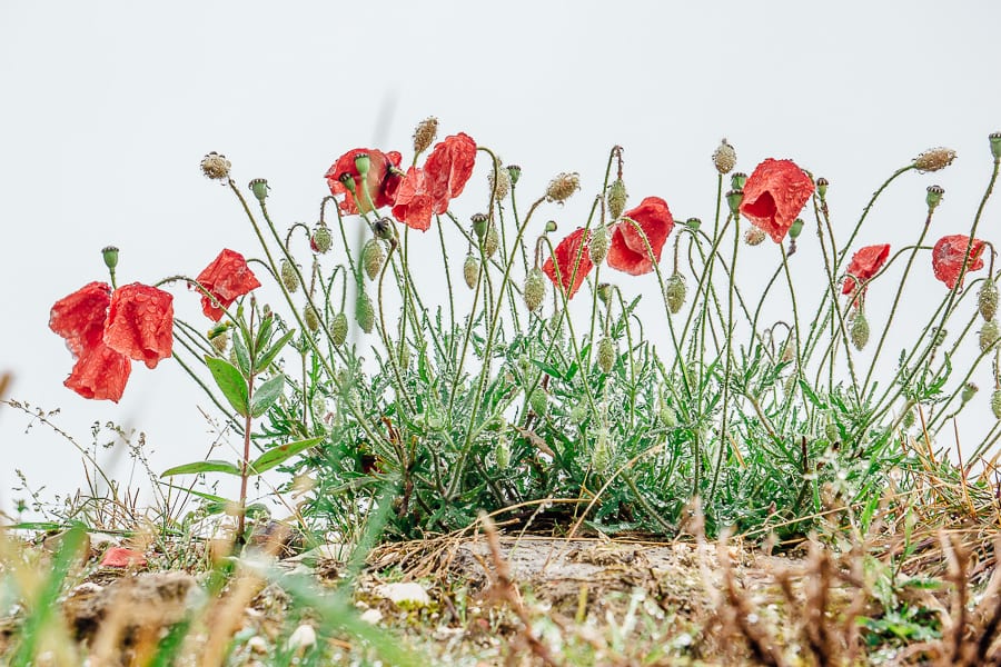 Wild flowers poppies