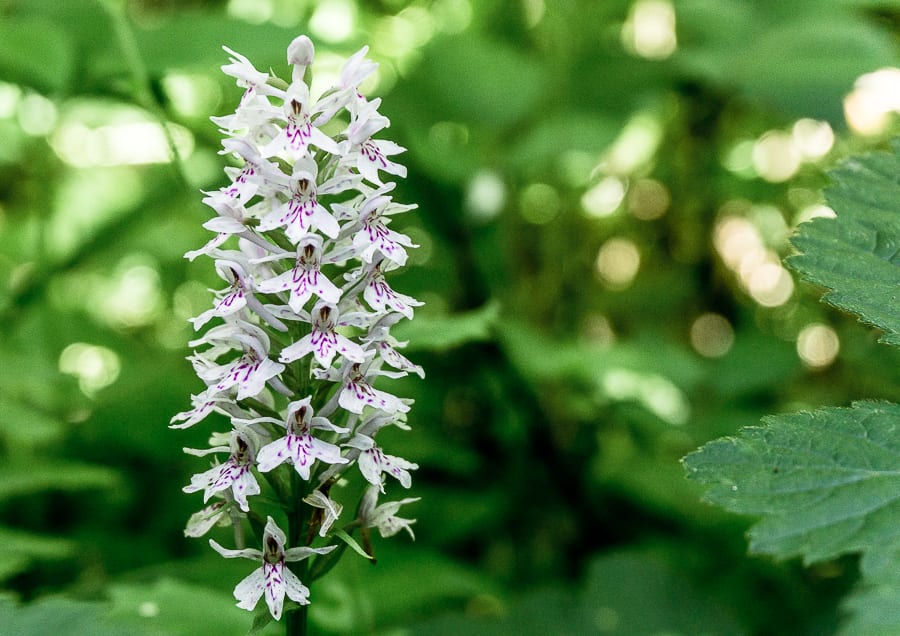 Wild spotted orchid