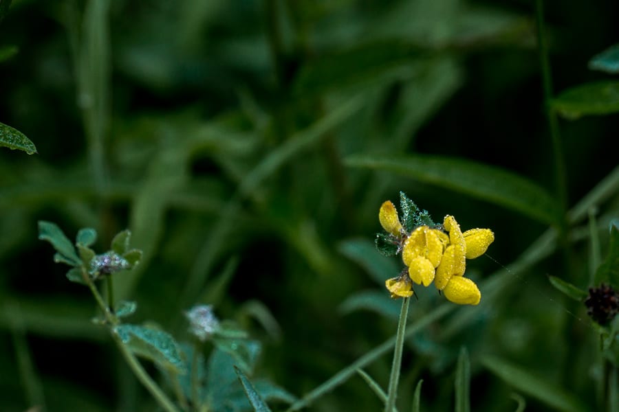 birdsfoot trefoil raindrops