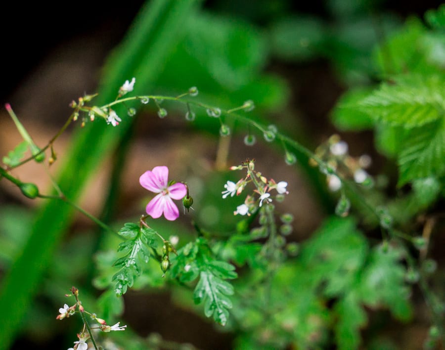 Herb Robert