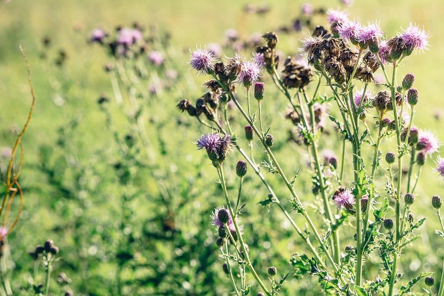 Purple thistles in field