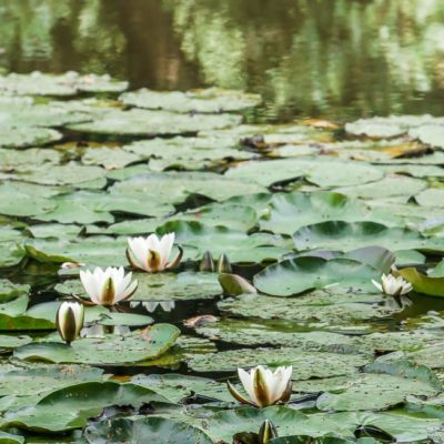 Water lilies in the lake in the woods