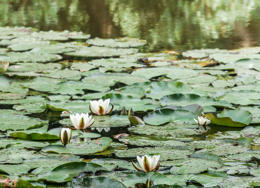 Water lilies in the lake in the woods