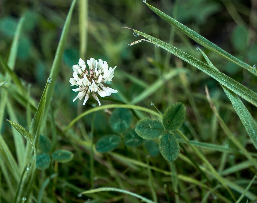 white clover wild flower