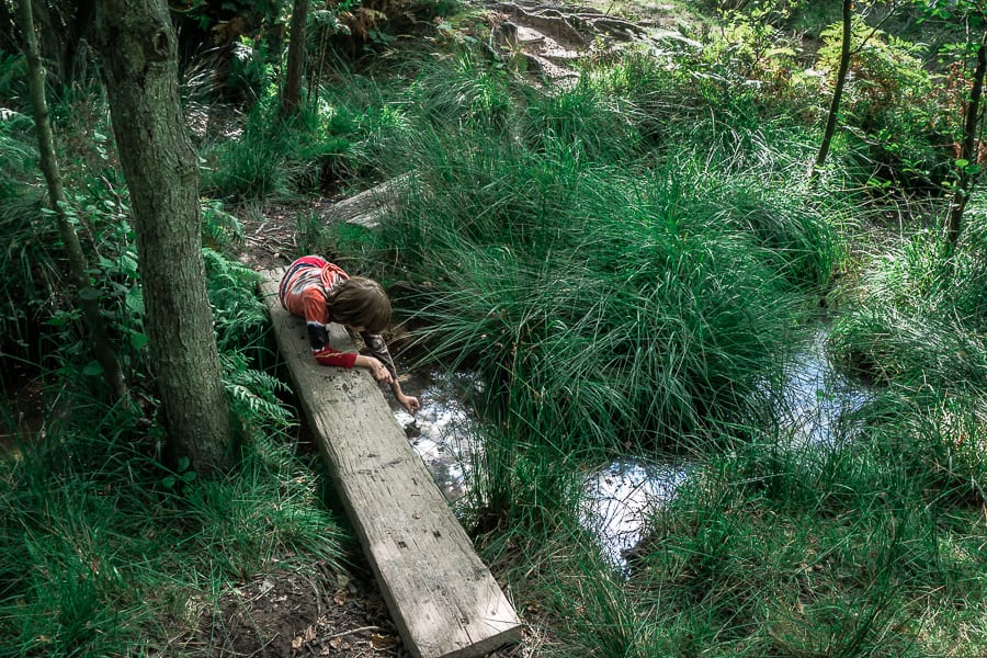 Stream in Ashdown Forest