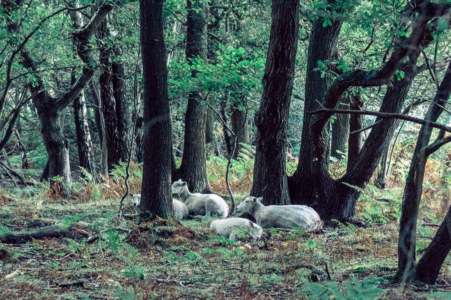 Ashdown Forest sheep resting