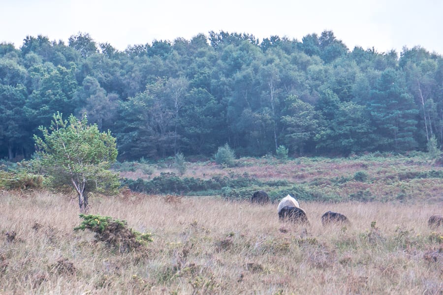 Heathland cattle grazing 