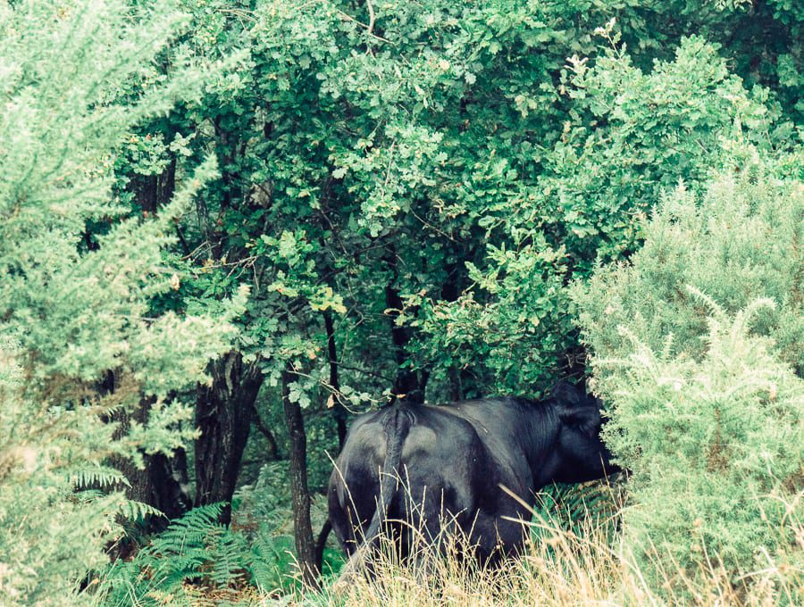 Cow grazing in the woods