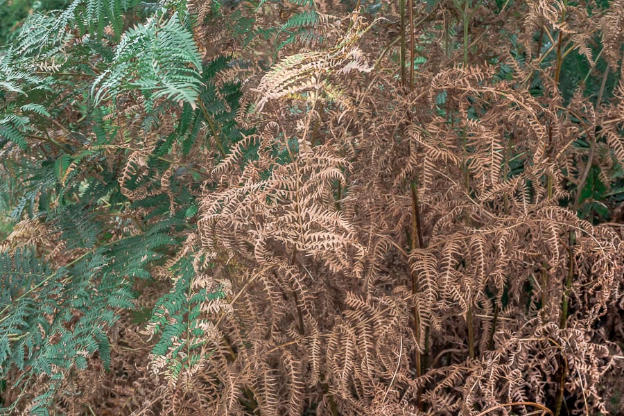 Ferns green and copper